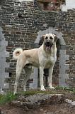 KANGAL 184